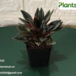 Succulents Online | Plantshub.in